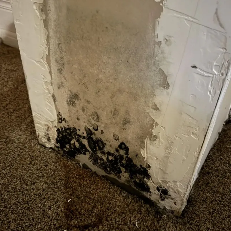 Professional Mold Removal in Greene County, VA